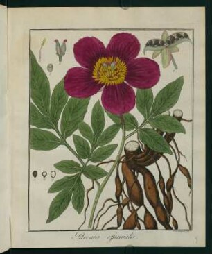 9r, Paeonia officinalis