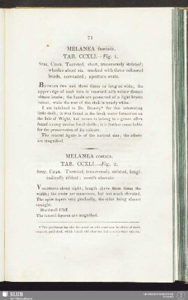 Melanea fasciata. Tab. CCXLI. — Fig. 1