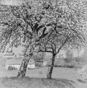 Frühling bei Rachlau