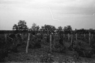 Tiraspol [Moldawien]: Spritzen der Weinplantagen