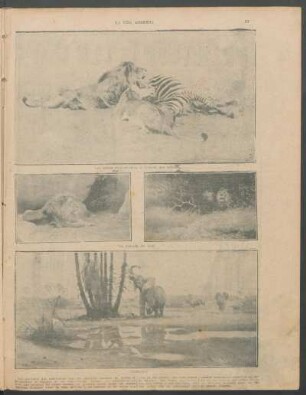 [Fotografías de los animales salvajes de Africa y Ceylan por Wilhelm Kuhnert]