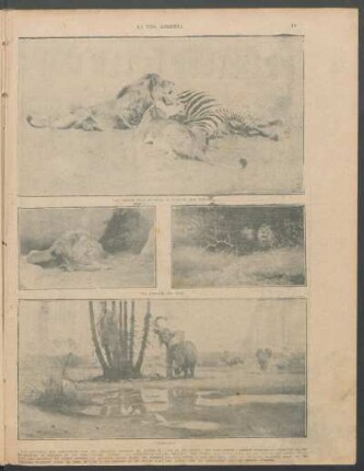 [Fotografías de los animales salvajes de Africa y Ceylan por Wilhelm Kuhnert]