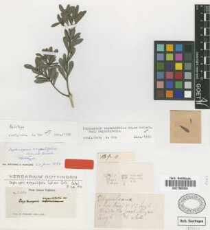 Daphnopsis angustifolia Wright ex Griseb. [holotype]