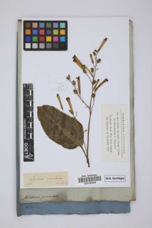 Nicotiana paniculata