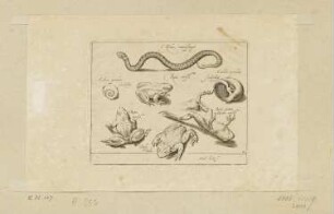 Wasserschlange, Schneckenhaus und vier Kröten, Blatt 13 der Folge "Fische und andere Meerestiere"