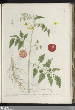 La Pomme d'Amour