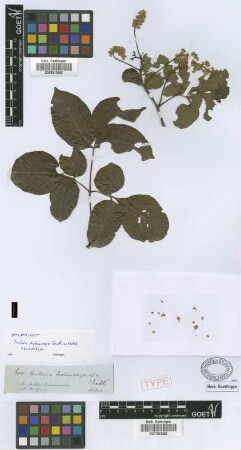 Paullinia lachnocarpa Benth. ex Radlk. [isolectotype]