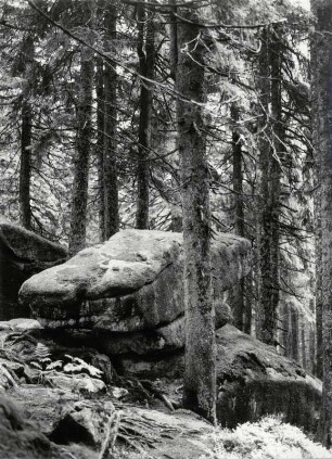 Fesen im Urwald des Bayerischen Waldes