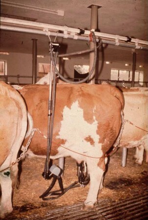 Fotografie: Rohrmelkanlage, Anbindestall, Milchkuh, Melkmaschine