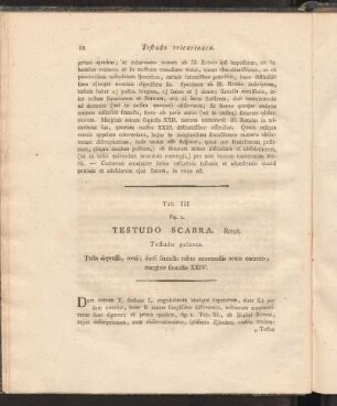 Tab. III. Fig. 1. :Testudo Scabra