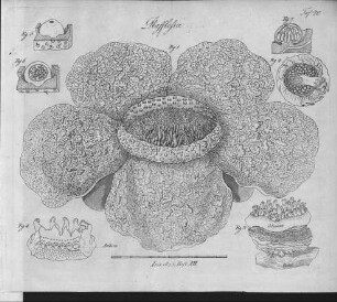Tafel 19 zu Isis Heft XII. 1823 : Rafflesia