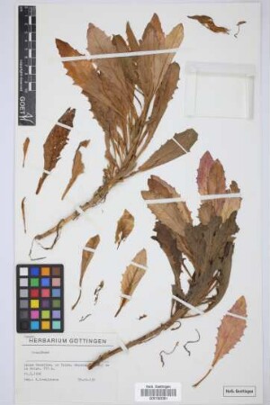 Oenothera spec.