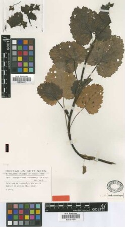 Scrophularia lunariifolia Boiss. & Balansa [isotype]