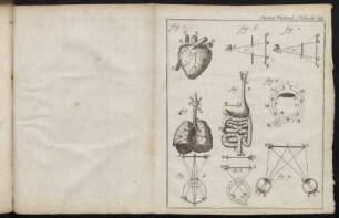 Physicæ Particul. Tabula VIII.