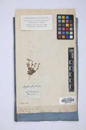 Myosotis stricta Link