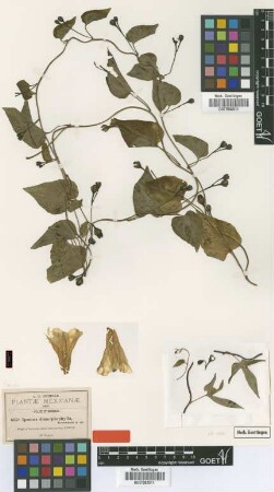 Ipomoea dimorphophylla Greenm. [type]
