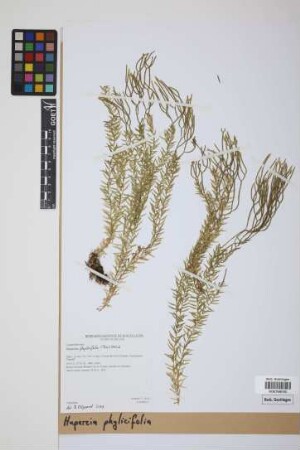Phlegmariurus phylicifolius (Desv. ex Poir.) B. &Oslash;llg.