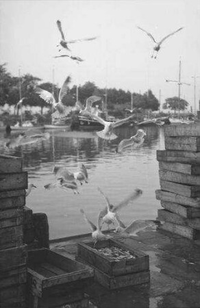 Heiligenhafen: Möwen über den Fischkästen