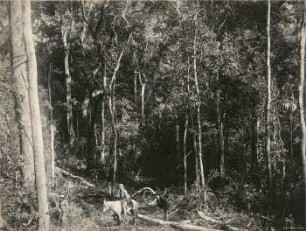Urwald an der Andenbahn, 1000 m Höhe