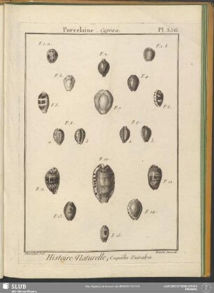 Pl. 356. Porcelaine. Cypraea