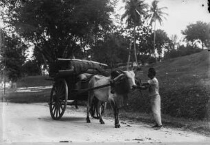 Asien. Einachsiger Wagen gezogen von einem Zebu oder Buckelrind