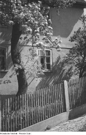 Blick auf die Fassade eines Hauses, mit einem blühenden Obstbaum davor
