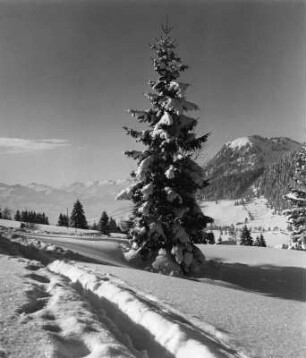 Winterbilder. Allgäu. Nadelbaum mit tiefen Spuren im Schnee
