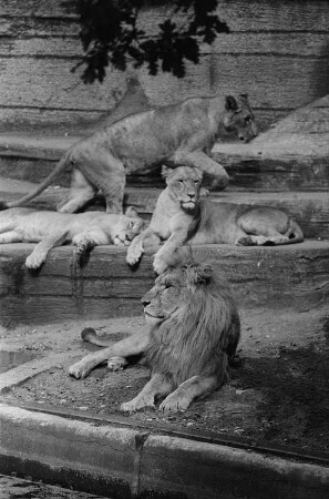 Löwen im Leipziger Zoo