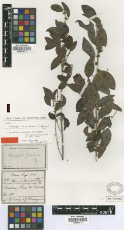 Myrsine marginata Hook. & Arn. var. arborea Griseb.[type]