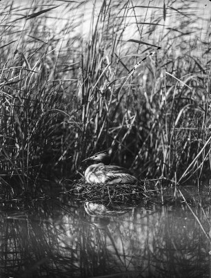 Haubentaucher : Haubentaucher (Podiceps cristatus Linnaeus) beim Brüten.