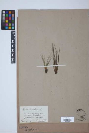 Isoetes lacustris L.