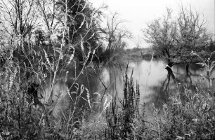 Taubergießen: Rheinwald; Naturschutzgebiet