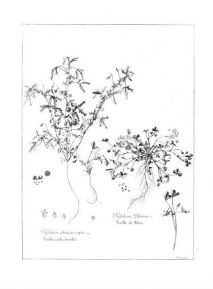 Trifolium Echinato Capite