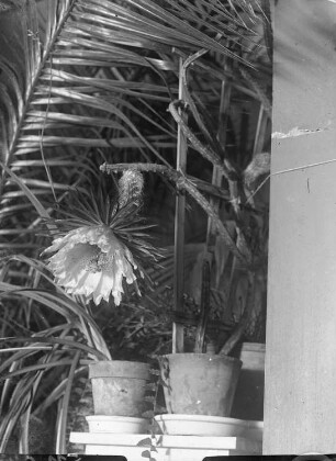 Kattowitz, Friedensstraße 2. Wohnung der Familie Knochenhauer. Pflanzenfenster im Wintergarten(?). Zwei Kakteengewächse (Hylocereus?), blühend