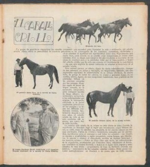 El caballo criollo