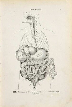 Die descriptive und topographische Anatomie des Menschen, 2. IV: Eingeweide. Topographie. V: Nervensystem. VI: Blutu. Lymphgefäß-System. Topographie.