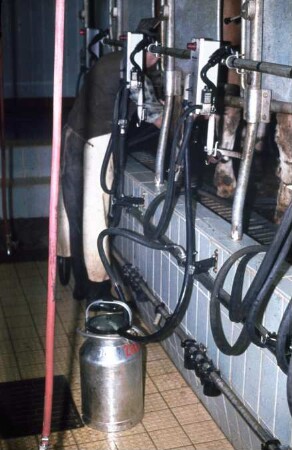 Milchkanne im Melkstand zur Milchleistungskontrolle