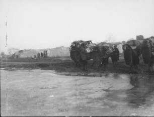China. Sinkiang (Xinjiang). Kashgar. Takla Makan. Schamal-Köll am Westrand. Kamele an der Tränke bei Jupoga