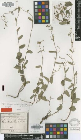 Tragia micrococca Pax & K.Hoffm. [isotype]