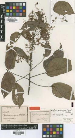 Agelaea obliqua Baker