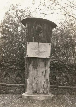 Ringethal. Rest der Lutherlinde (Tilla) auf dem Friedhof