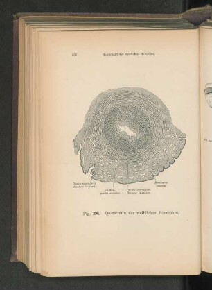 Fig. 396. Querschnitt der weiblichen Harnröhre.