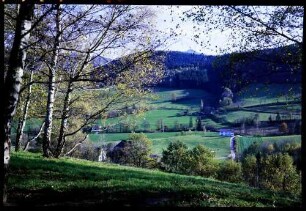 Kirchzarten: Birke, herbstlich