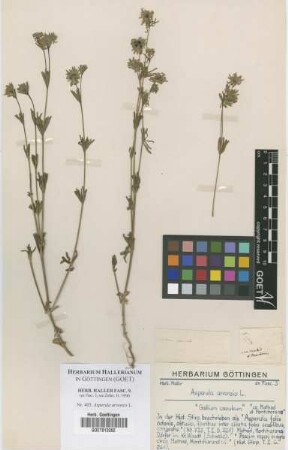 Asperula arvensis L.