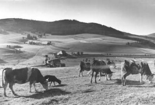 Schwarzwald. Rinder auf einer Weide
