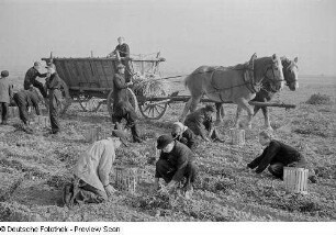 Bauern und Kinder auf dem Feld bei der Kartoffelernte
