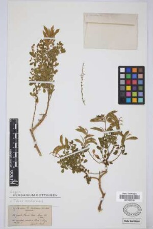 Genista maderensis (Webb & Berthel.)Lowe