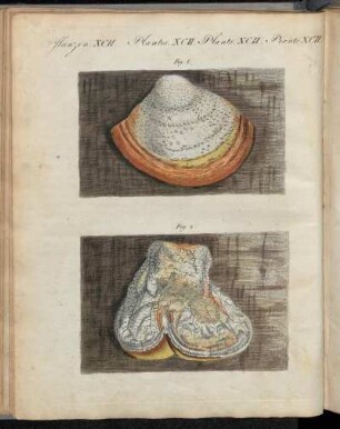 No. 14. Pflanzen XCII. Merkwürdige Schwämme.