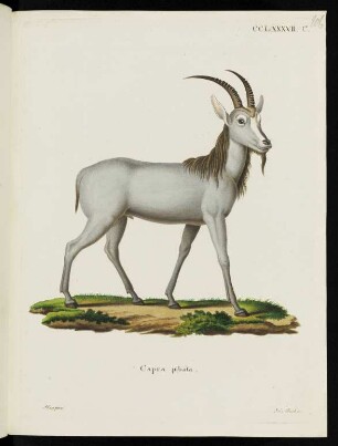 CCLXXXVII. C. Capra jubata.