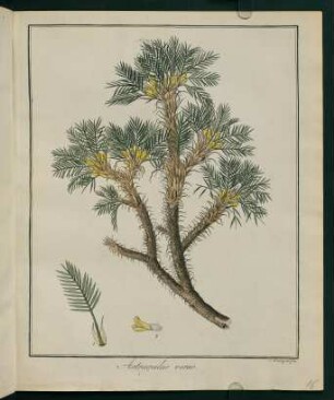 16r, Astragalus verus